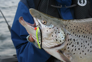 Brown trout